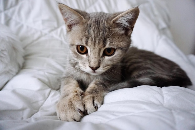 Close-up portret van kat op bed thuis