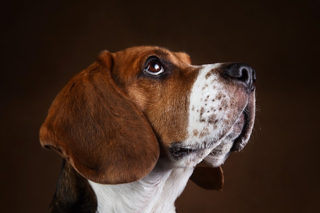 Close-up Portret van mooie Amerikaanse beagle hond