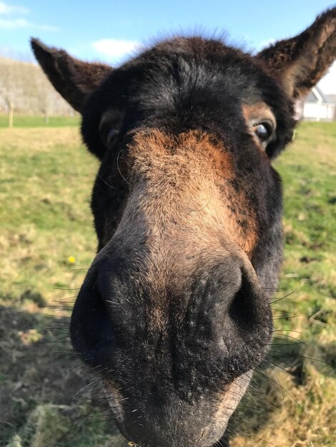 Foto close-up portret van paard op het veld