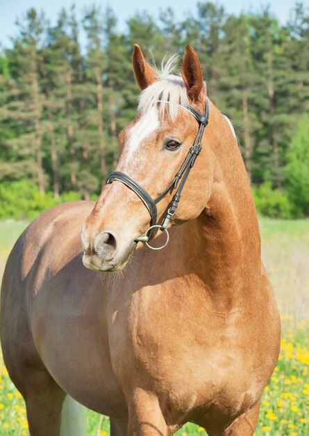 Foto close-up portret van paard