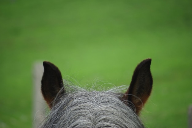 Foto close-up portret van paard