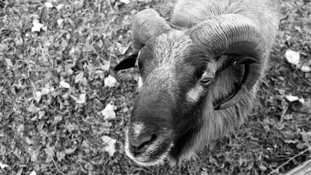 Foto close-up portret van schapen op het veld