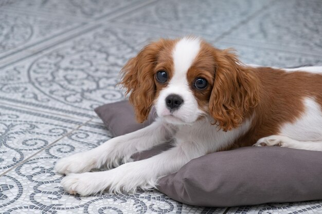 Close-up portret van schattige hond puppy Cavalier King Charles Spaniel Blenheim