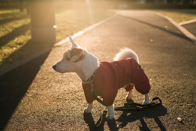 Close-up portret van schattige jack russell hond in pak wandelen in herfst park kopieerruimte en lege plaats
