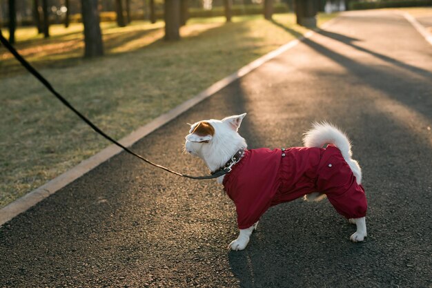 Close-up portret van schattige jack russell hond in pak wandelen in herfst park puppy huisdier is gekleed in sw