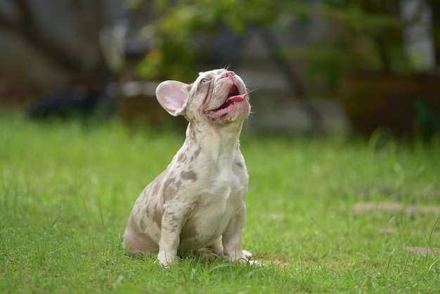 Close-up portret van schattige puppy Franse bulldog