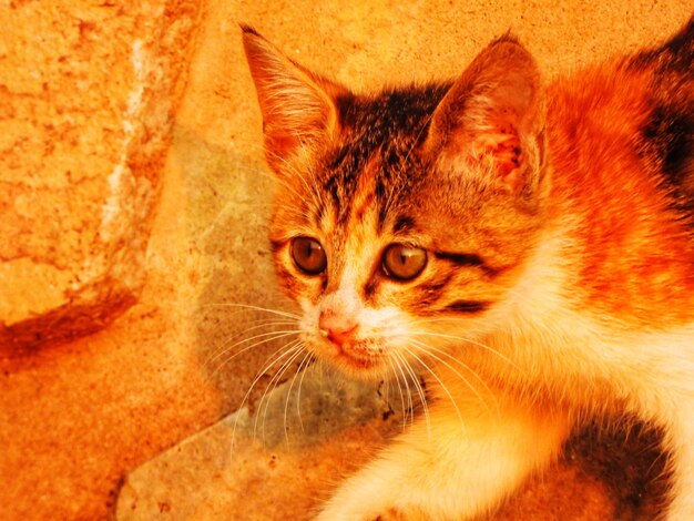 Foto close-up portret van tabby kat