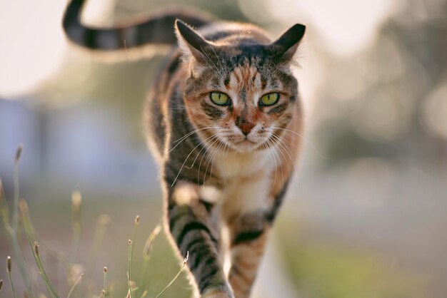 Foto close-up portret van tabby kat