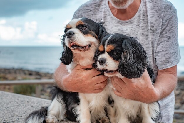 Close-up portret van twee cavalier koning Charles honden die dicht bij het strand zitten met hun eigenaar