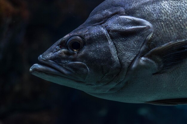 Foto close-up portret van vissen die in een aquarium zwemmen