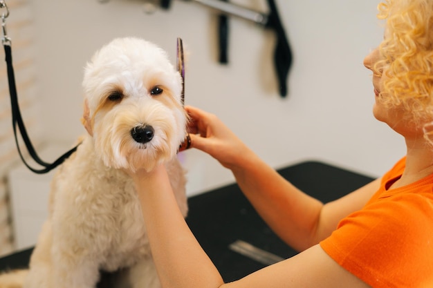 Close-up portret van vrouwelijke trimmer pluizige oren van krullende hond snijden door kappers schaar naar Labradoodle camera kijken in trimsalon vrouw huisdier Kapper kapsel doen bij dierenarts kliniek