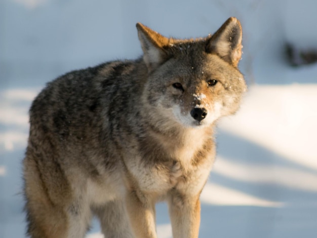 Close-up portret van wolf op sneeuw