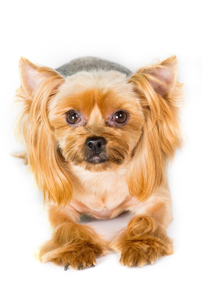 Close-up portret van Yorkshire terrier hond