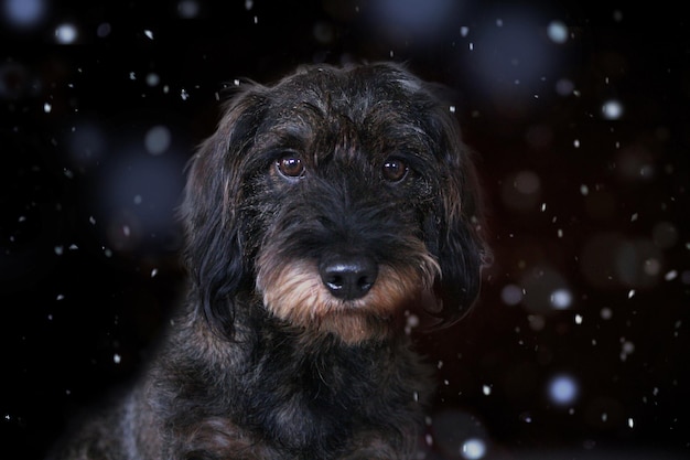 Close-up portret van zwarte hond tijdens sneeuwval 's nachts