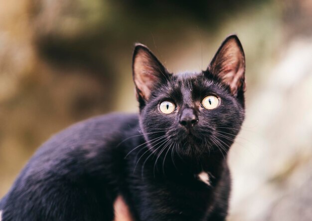 Foto close-up portret van zwarte kat buiten