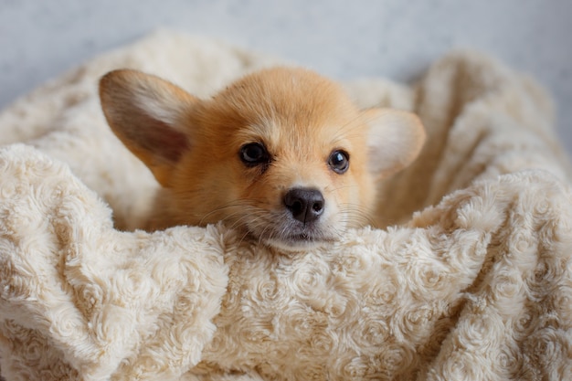 close-up portretten van een Corgi puppy in een deken