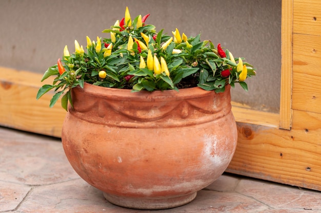 A close-up on a pot with hot chilli peppers