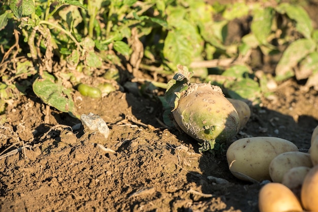 A close up of a potato laying on the ground with the number 2 on it