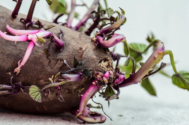 Photo close-up of potato