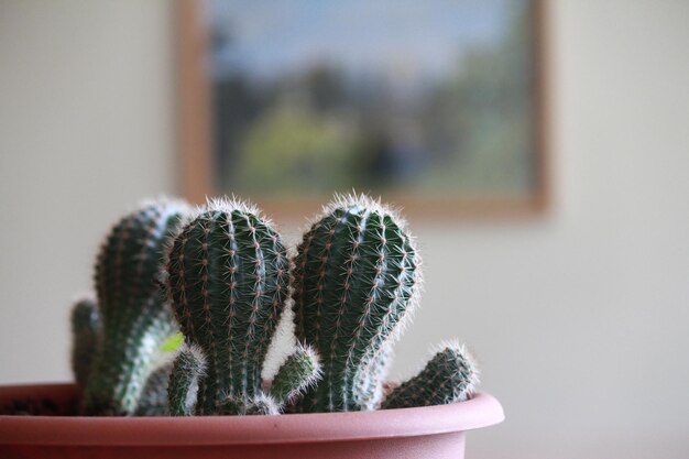 Photo close-up of potted cactus plant at home