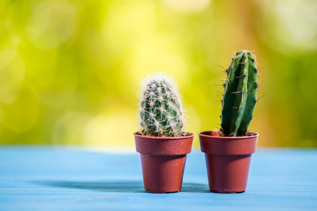 Foto close-up di una pianta di cactus in vaso in vaso