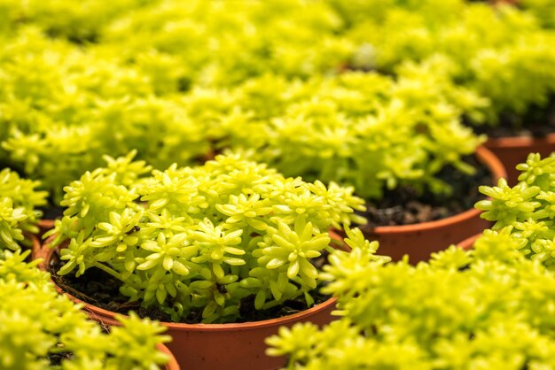 Close-up of potted cactus plant