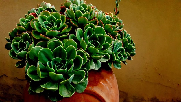 Close-up of potted cactus plant