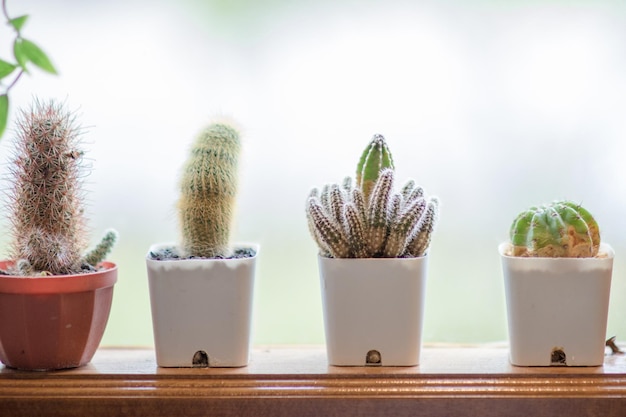 Photo close-up of potted cactus plants on table