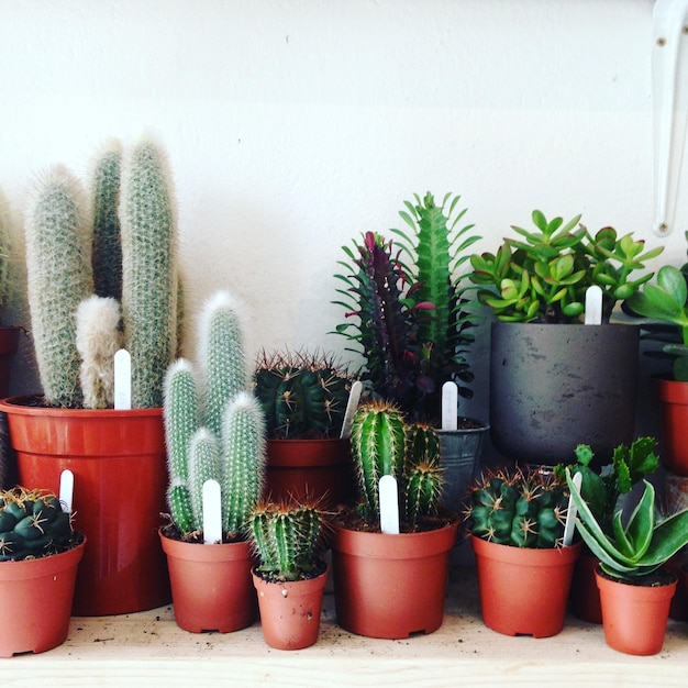 close-up of potted cactus plants