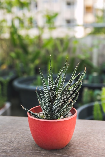 Photo close-up of potted cactus on table