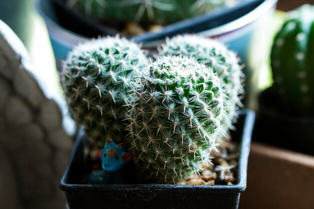 Foto prossimo piano di un cactus in vaso
