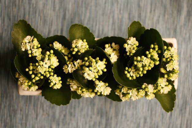 Photo close-up of potted flowers