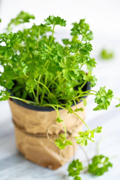 close-up of potted parsley