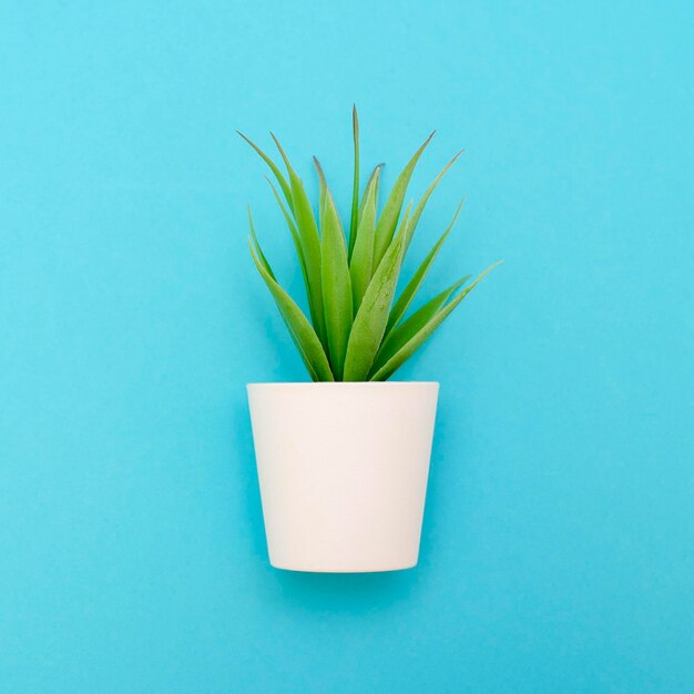 Close-up of potted plant against blue background