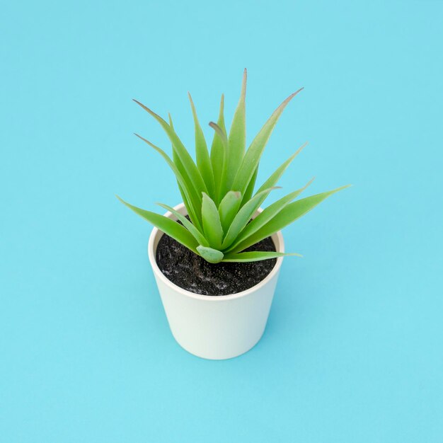 Close-up of potted plant against blue background