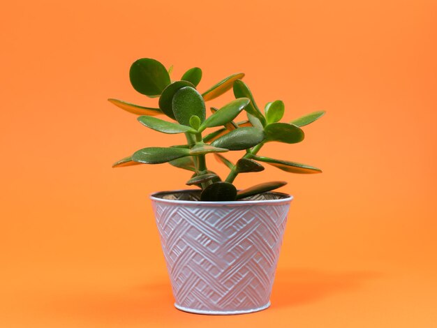 Close-up of potted plant against orange background