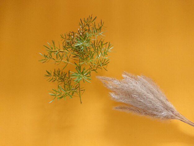 Close-up of potted plant against orange wall