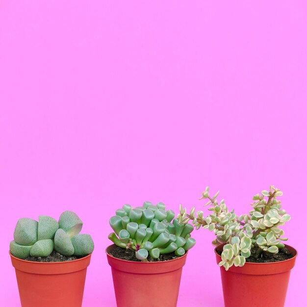 Close-up of potted plant against pink background
