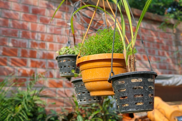 Photo close-up of potted plant against wall