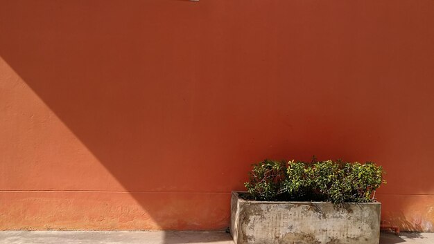 Foto prossimo piano di una pianta in vaso contro il muro