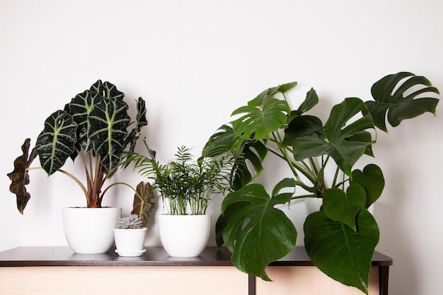 close-up of potted plant against wall