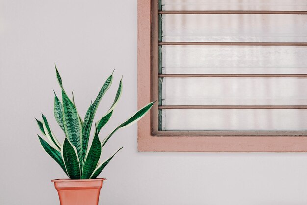 Photo close-up of potted plant against wall