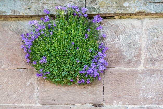 Foto prossimo piano di una pianta in vaso contro il muro