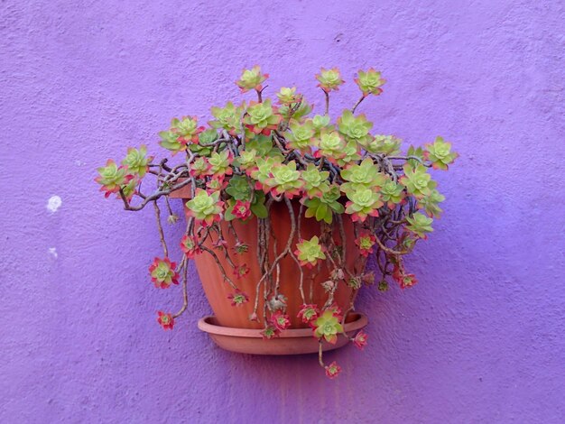 Close-up of potted plant against wall