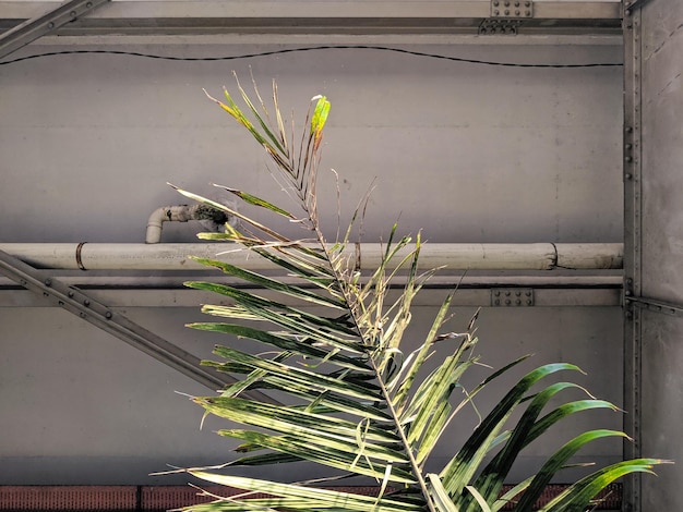 Close-up of potted plant against wall