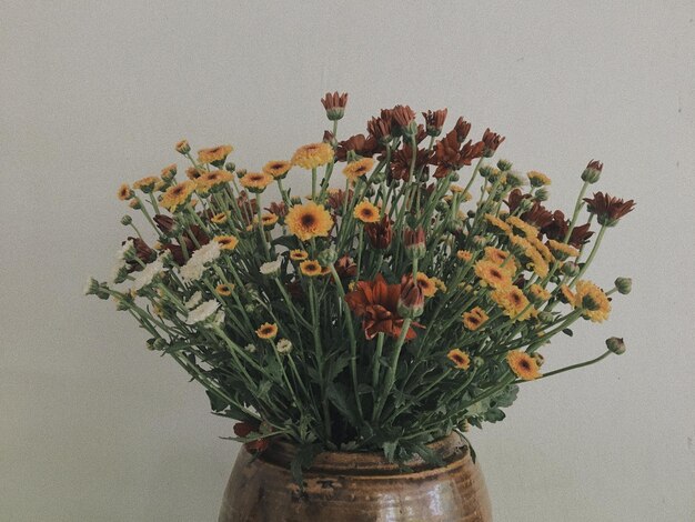 Photo close-up of potted plant against wall