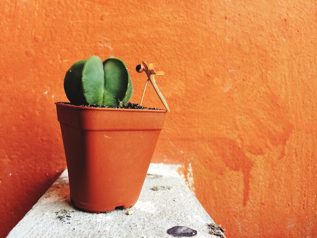 Photo close-up of potted plant against wall