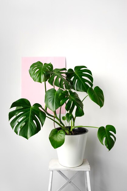 Close-up of potted plant against white background