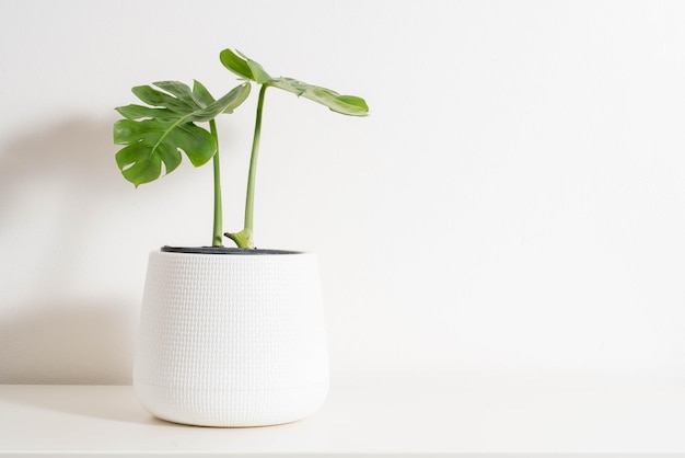 Close-up of potted plant against white background