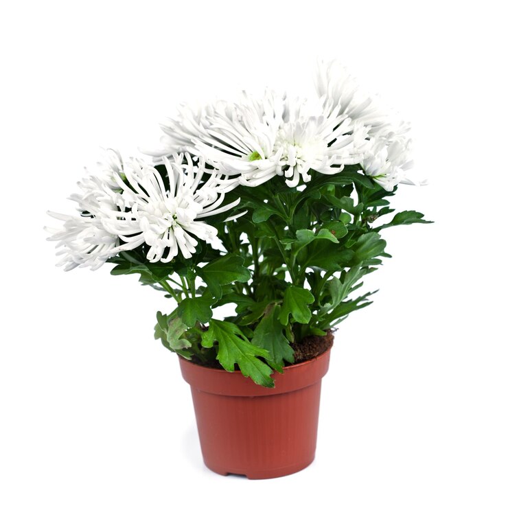 Photo close-up of potted plant against white background